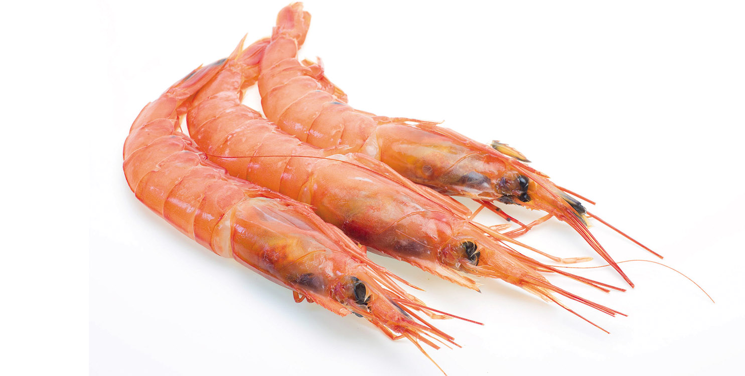 La gamba blanca protagonista en el II Wine & Fish de La Vila Joiosa